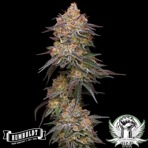 Humboldt Seed Company Granny Candy