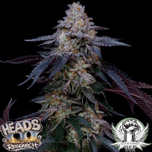 Heads Research Seeds Grape Belts