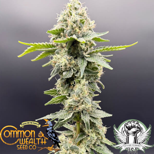 Common Wealth Seed Co Grape Ghost
