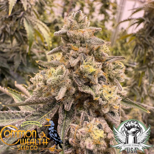 Common Wealth Seed Co Grape Krush