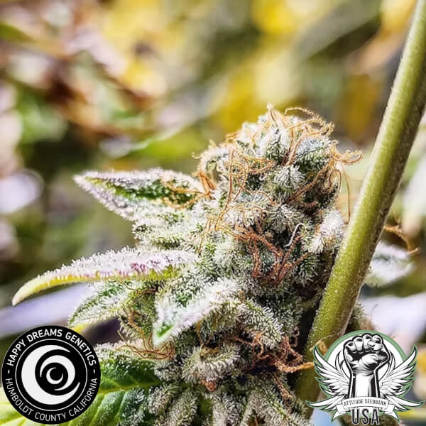 Happy Dreams Genetics Grape Pancakes