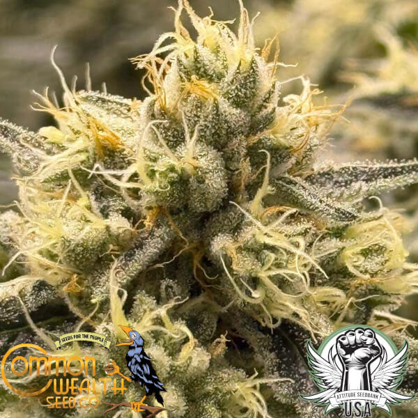 Common Wealth Seed Co Grape Safari