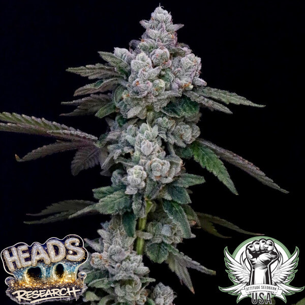 Heads Research Seeds Grape Spritzer