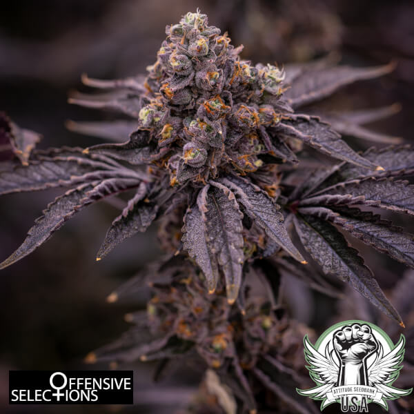 Offensive Selections Seeds Grease Fire