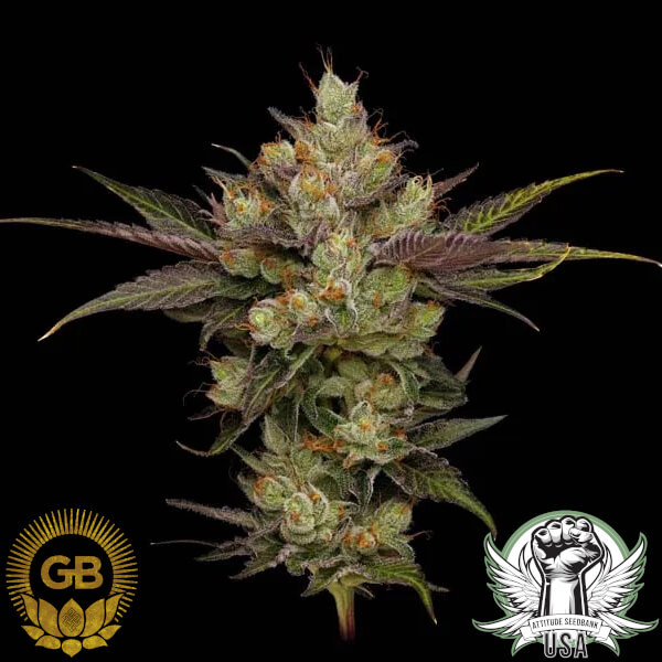 Green Bodhi Seeds Sour Best Afghani