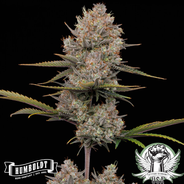 Humboldt Seed Company Hella Jelly AUTO