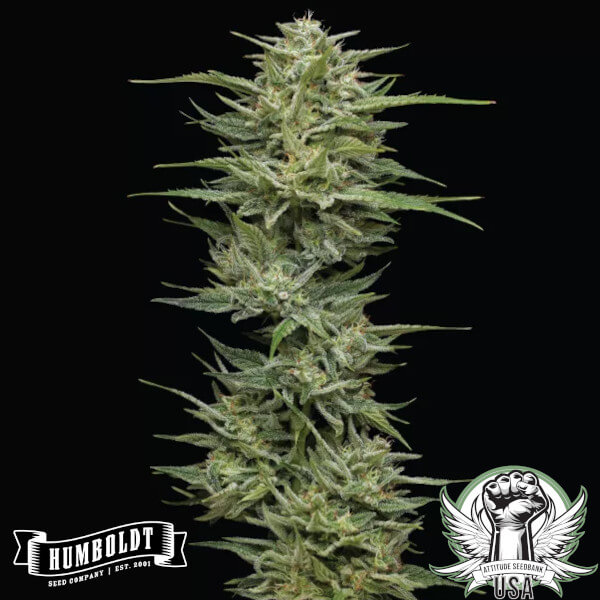 Humboldt Seed Company Hella Jelly