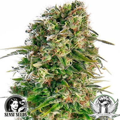 Sensi Seeds Hindu Kush AUTO