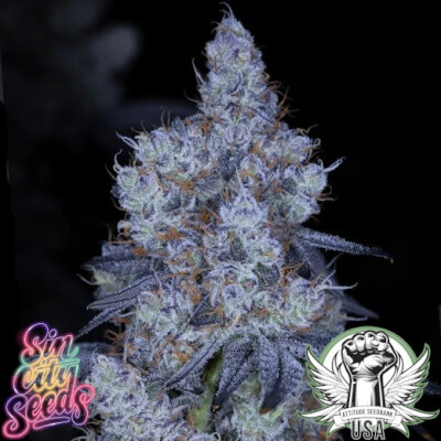 SinCity Seeds Honey & Mint