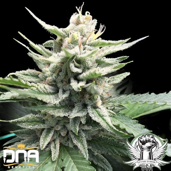 DNA Genetics Seeds Honey Banana S1
