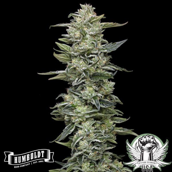 Humboldt Seed Company Honey Bear