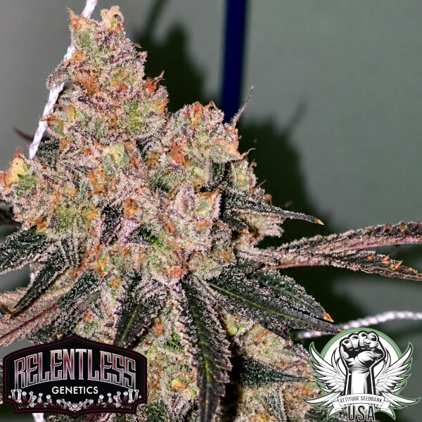 Relentless Genetics Seeds Honey Fritters