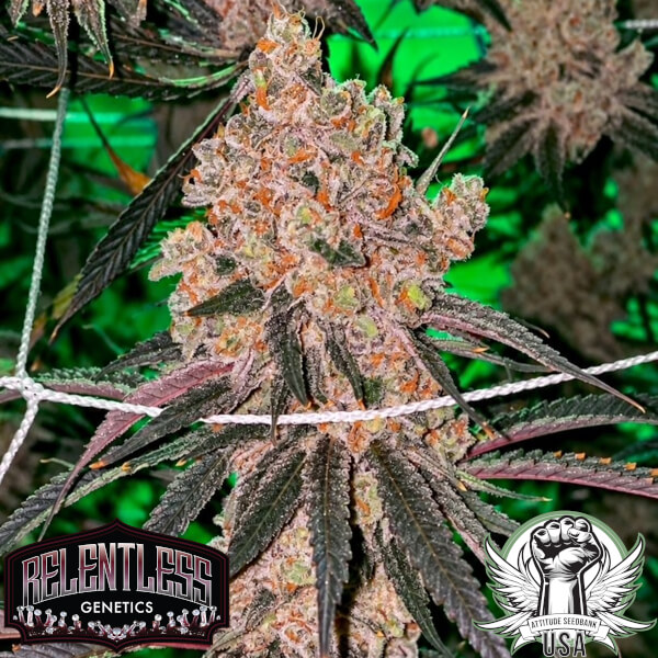 honey fritters relentless 2_600x600.jpg
