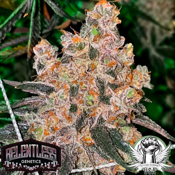 honey fritters relentless 3_600x600.jpg