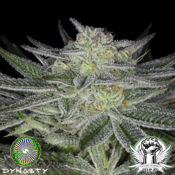 Dynasty Genetics Seeds Huckleberry Kush V6