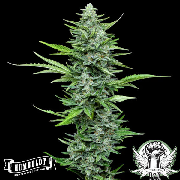 Humboldt Seed Company Humboldt Dream