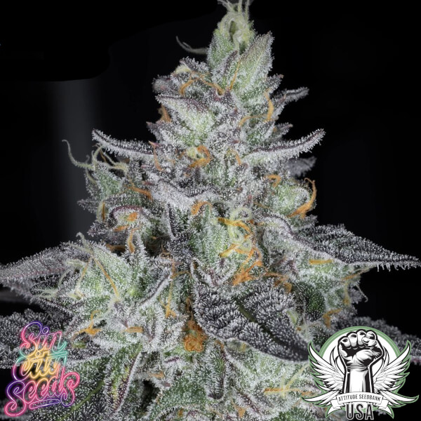 SinCity Seeds Icebox Envy