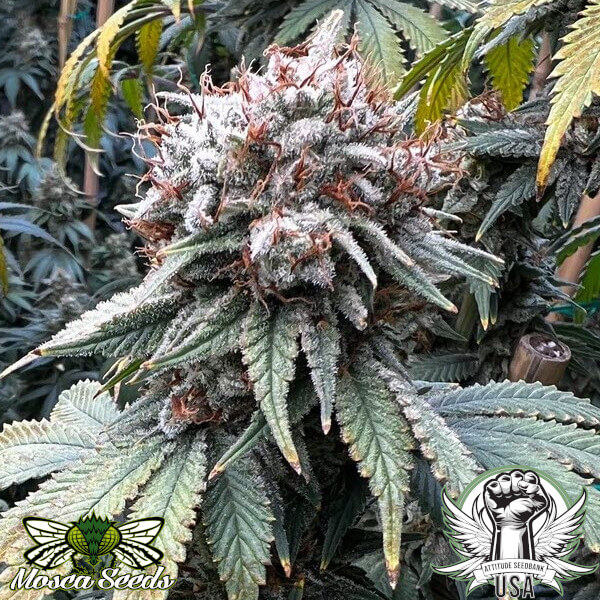 indiana bubble gum bx gallery 1_600x600.jpg