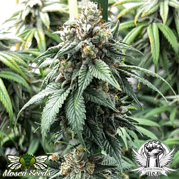 Mosca Seeds Indiana Bubble Gum BX