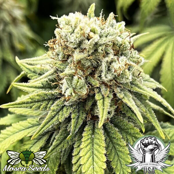 indiana bubble gum bx gallery 3_600x600.jpg