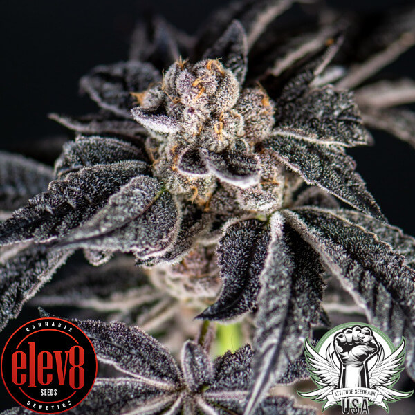 inked up cherries 1 elev8_600x600.jpg