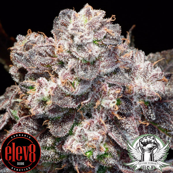 Elev8 Seeds Inked Up Cherries