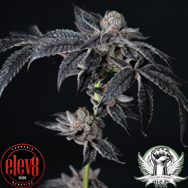 inked up cherries elev8_600x600.jpg