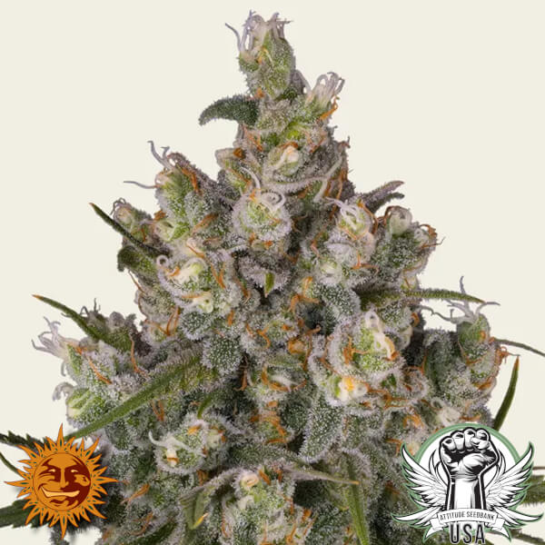 Barney's Farm Seeds Insane OG (Dr Greenthumb Collab)