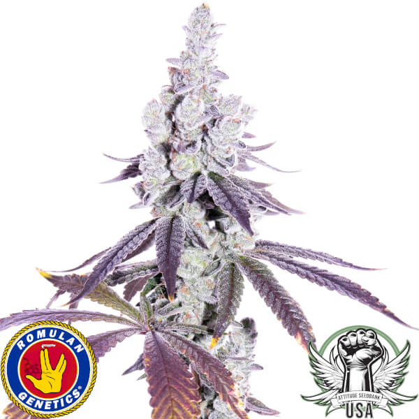 Romulan Genetics Seeds Irie Maiden