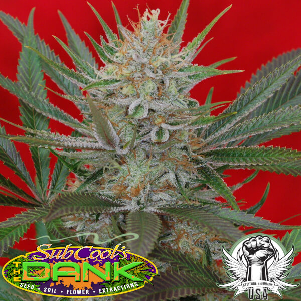 Subcool Seeds Jack the Ripper F3