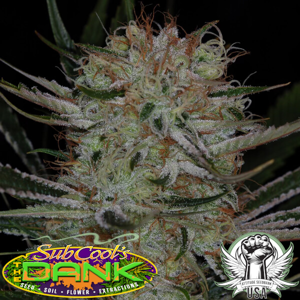 jack the ripper bx 1 by subcool seeds_600x600.jpg