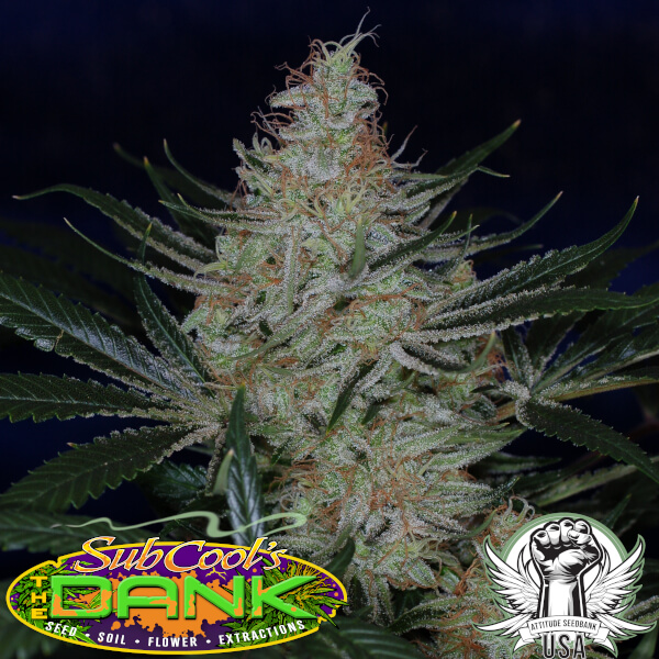 Subcool Seeds Jack the Ripper BX