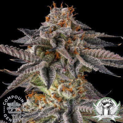 Compound Genetics Seeds JAHrassic