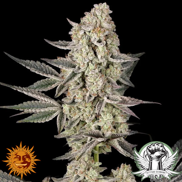 Barney's Farm Seeds Jelly Cake