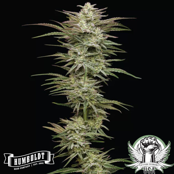 Humboldt Seed Company Jelly Donutz AUTO