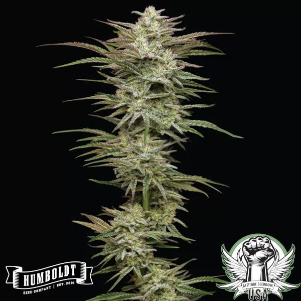 Humboldt Seed Company Jelly Donutz