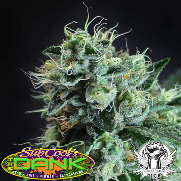 Subcool Seeds Jesus OG BX