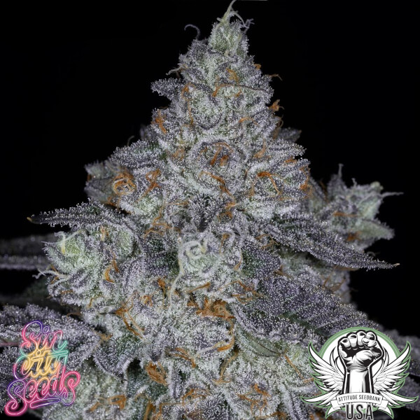 SinCity Seeds Key Lime Kahlua