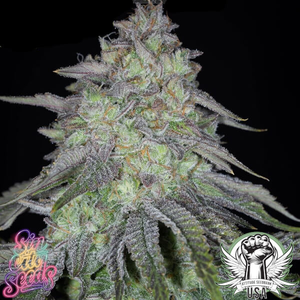 SinCity Seeds Key Lime Pie BX2