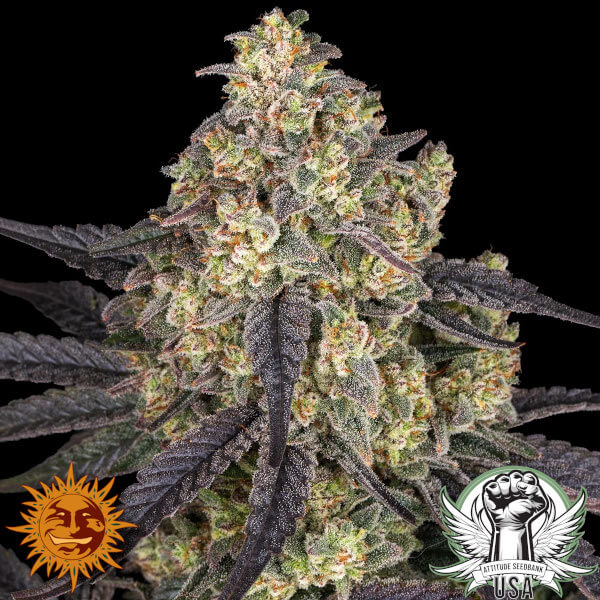 Barney's Farm Seeds Kush Mintz