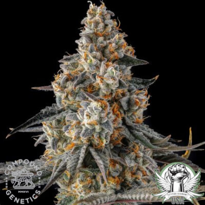 Compound Genetics Seeds La Llorona