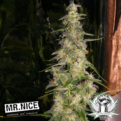 Mr. Nice Seeds La Nina