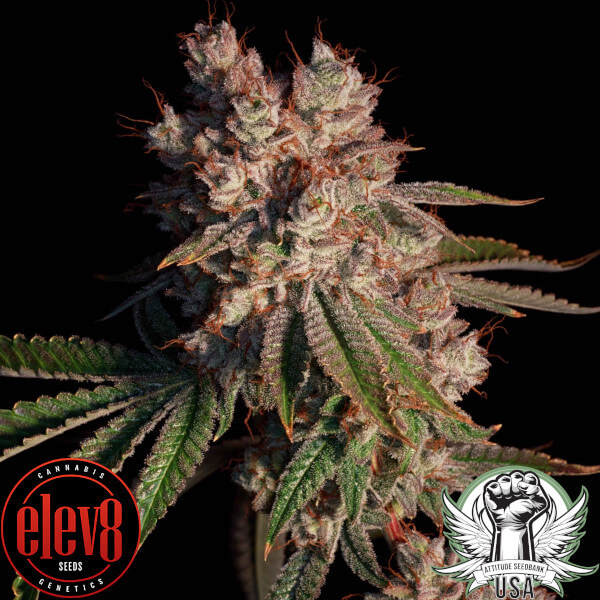 lady lemone 2 elev8_600x600.jpg