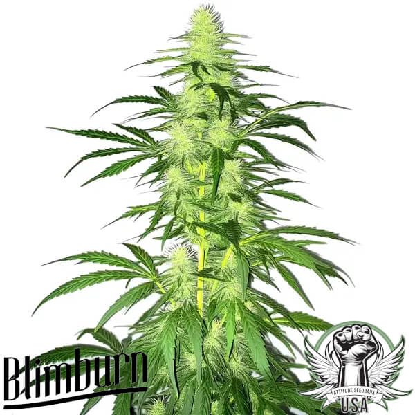 Blimburn Seeds Lambs Bread