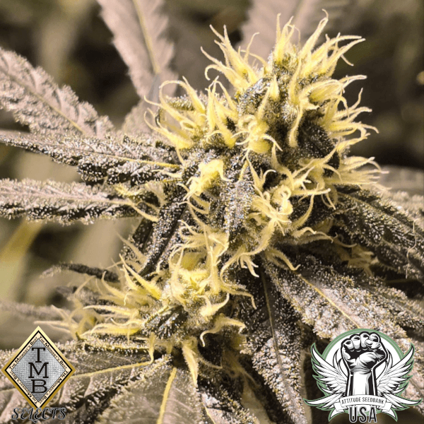 TMB Selects Seeds Lee Roy's Nana