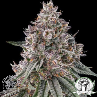 Compound Genetics Seeds Lemon Chain