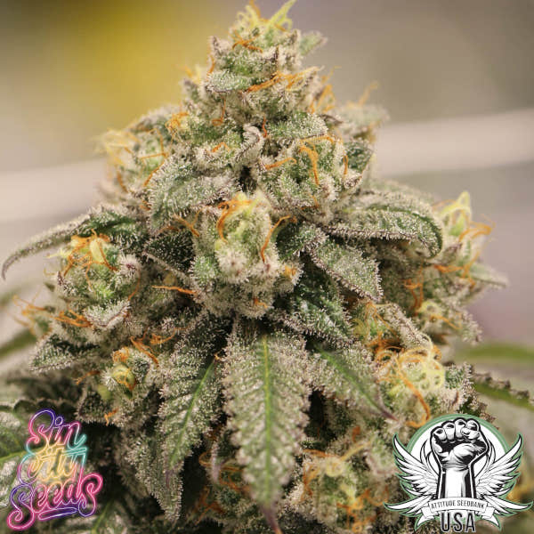SinCity Seeds Lemon P