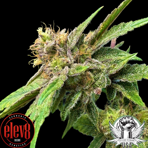 Elev8 Seeds Lemon Strawberry Bomb