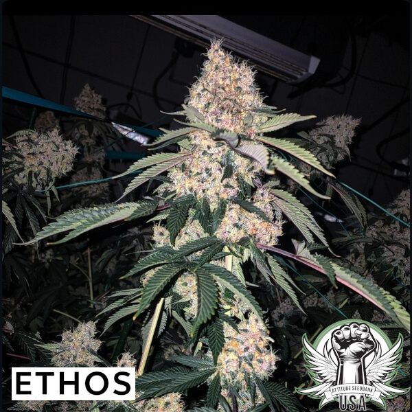 Ethos Genetics Seeds Lemon Whhip Haze (SLH IBL B Line)