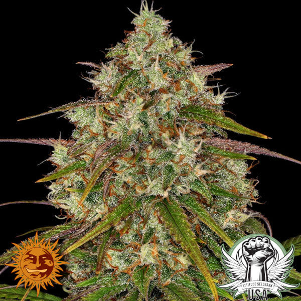 Barney's Farm Seeds Liberty Haze